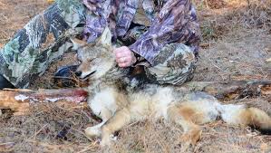 Coyotes usually mate for life. Hunter Explains Why He Killed Coyote Suffering From Lice