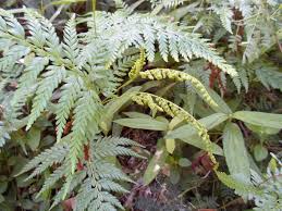 Image result for Anemiaceae