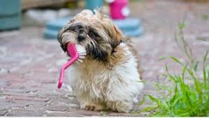 Allowing for a grooming the mobile groomers will arrive near your home and get your pet groomed in their professionally equipped vans. Rainbow Mobile Grooming Orlando