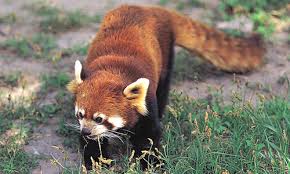 Red panda anatomy and appearance. Red Pandas Facts Diet Habitat Information