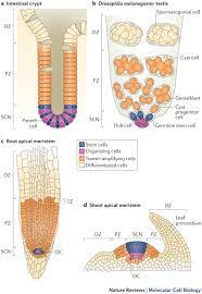 We did not find results for: Plant And Animal Stem Cells Similar Yet Different Nature Reviews Molecular Cell Biology
