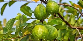 A Scoop of Dream: PENGOLAHAN IKLIM PADA TANAMAN JAMBU BIJI (Psidium guajava  L)