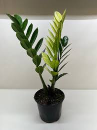 Image result for Zamiokulkas Zamioculcas