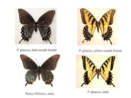 Sleeping boy and dog dreaming about christmas. No Evidence That Male Choice Contributes To The Maintenance Of A Shared Sex Limited Trait In Mimetic And Non Mimetic Female Tiger Swallowtail Butterflies Papilio Glaucus Springerlink