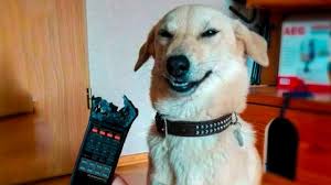 Funniest Dogs And Cats Try Not To Laugh Funny Pet Animals Life Youtube Cats are cute, but above all they are curious.