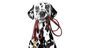 What vaccines are required for dogs. Vaccination Requirements For Dog Groomers What You Need To Know