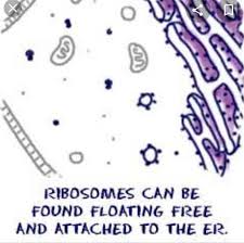 Vector cross section of plant cell including all parts cell wall ribosomes plasma membrane chromatin nucleus chloroplast reticulum mitochondrion helpful for education schools. Animal Cell Where Are Ribosomes Produced Brainly In
