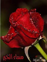 ﻣﺴﺎﺀ ﺍﻟﻨﻮﺭ ﻭﺍﻟﺴﺮﻭﺭ ﻣﺴﺎﺀ ﺍﻟﻮﺭﺩ ﻭﺍﻟﺰﻫﻮﺭ ﻭﻛﻞ ﺍﻟﺮﻭﺍﺋﺢ ﺍﻟﻌﻄﺮﺓ ﻭﺍﻟﻄﻴﺒﺔ ﻓﻲ ﺍﻟﺪﻧﻴﺎ ﻣﺴﺎﺀ ﻫﺎﺩﻱ ﻣﻌﻄﺮ ﺑﺬﻛﺮ ﺍﻟﻬﺎﺩ beautiful red roses roses valentines day single red rose