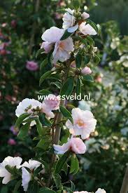 Camellia Winter S Rose Dwarf Hardy November December 3ft In 10 Years Winter Rose Rose Front Garden