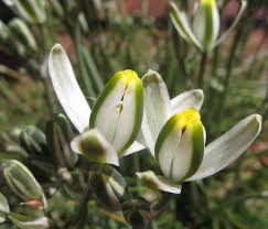 Image result for Albuca sp. no. 1