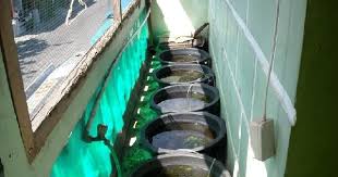 Cara budidaya belut dengan terpal. Budidaya Ikan Guppy Menggunakan Ember Cepat Besar