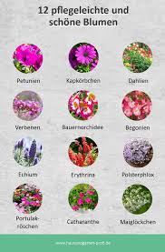 Balkonpflanzen für sonnige und schattige balkone. 12 Pflegeleichte Und Schone Blumen Garten Bepflanzen Pflanzen Gartenumgestaltung
