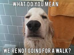 If you're a fan of the breed's personality, charm and wit, you'll surely enjoy this collection. 25 Charming Golden Retriever Memes Sayingimages Com