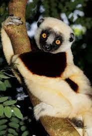 Name Coquerel S Sifaka Species Lemur Native Country Madagascar Lemur Cute Animals Madagascar Animals