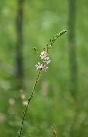 Image result for Onagraceae