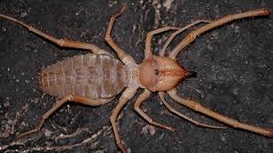 The camel spider lives in the middle east, mexico, and the southwestern area of the united states. Camel Spiders Use Powerful Jaws To Slice Through Birds Video