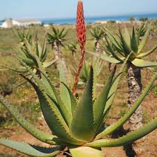 Image result for Aloe carnea