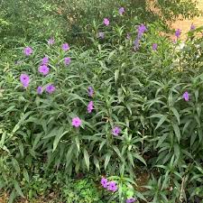 Image result for Ruellia praetermissa
