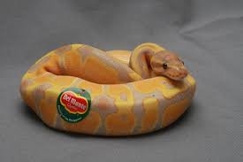 Burmese python (python molurus bivittatus) with open mouth by mannes fotos gfdl v1.3. In The Last Few Decades Yellow Burmese Pythons Have Adapted A Special Marking Into Their Traditional Pattern In Order To Appear Like Bananas And Escape The Wilderness For Grocery Stores Full Of