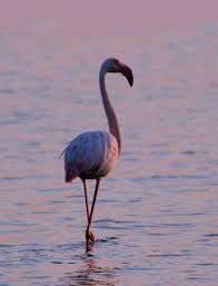 Les manades avec leurs chevaux et leurs taureaux, les grands espaces ponctués d'oiseaux et de flamants roses… les belles images sur la camargue sont nombreuses. Flamant Rose De Camargue Photo De Domaine Royal De Jarras Aigues Mortes Tripadvisor