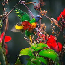 Birds That Sing In The Morning Australia Earth Pics On Twitter Beautiful Birds Pet Birds Animals Friends