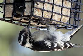 By offering the right food selection, you can attract a broad range of species into your yard. How Do Woodpeckers Avoid Concussion Giddy Gate Farm