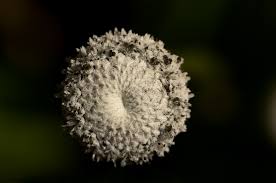 Image result for Eriocaulon schimperi