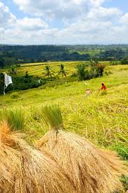 Image result for Peddiea