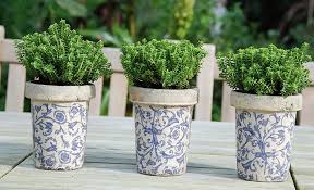 7 Plante Aromatice Pe Care Le Poti Creste In Ghiveci In Bucatarie Sau Balcon Home Lovely Home