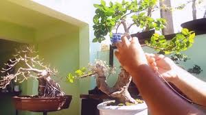 Cara Membuat Bonsai Serut Dengan Mudah Beserta Cara Merawatnya