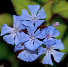 Image result for Plumbaginaceae