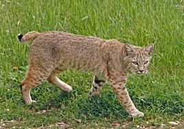 How To Keep Your Pets Safe From Bobcats