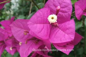 Don't overwater, advises garden guides, given that geraniums thrive when the why you want it: Perennial Flowering Vines Climbing Vines For Containers