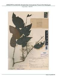 Image result for Anisophylleaceae