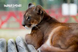 Parque safari pořízené členy webu tripadvisor. Parque Safari Flickr