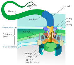 Maybe you would like to learn more about one of these? Flagellum Wikipedia