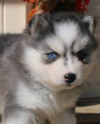 HeavenSent Pomskies (@heavensentpomskies) • Instagram photos and videos