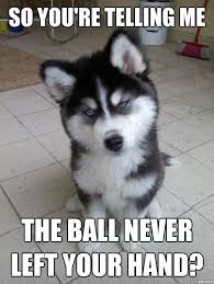 30 Funny Animal Captions Part 4 30 Pics Amazing Creatures Cute Animals Animal Captions Funny Animals