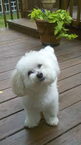 Bichons Are The Best Adorable Bichon Frise Puppy Bichon Frise Dogs Bichon Dog