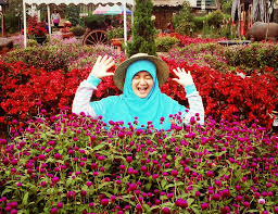 29 mei 2020 5 min read. Taman Bunga Begonia Yang Menarik Untuk Dikunjungi Wisata Bandung