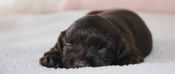Find boykin spaniels for sale on oodle classifieds. Boykin Spaniels And Other Gun Dogs Available For Sale Upstate Gun Dogs
