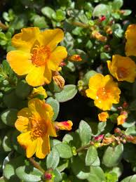 Image result for Portulaca oleracea