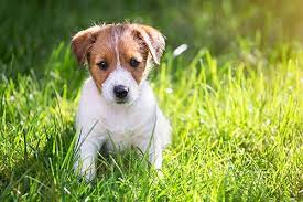 Was aber, wenn der hund schon stubenrein war und plötzlich wieder in die wohnung macht? Welpen Stubenrein Erziehen Mit Diesen Tipps Und Tricks Klappt Es