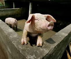 Crescătorii De Porci Aproape De Faliment Preţul De Vanzare Al Porcului In Viu De Două Ori Mai Mic Decat Preţul Cărnii La Raft Evenimentul Zilei