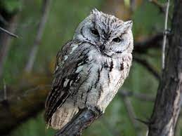 Western Screech Owl Identification All About Birds Cornell Lab Of Ornithology