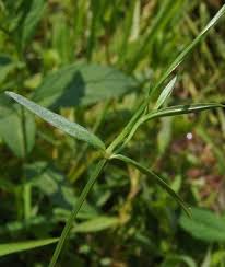 Image result for Striga linearifolia
