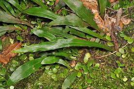 Image result for Loxogramme