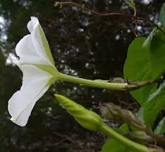 Image result for Ipomoea albivenia
