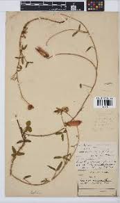 Image result for Crotalaria heidmannii