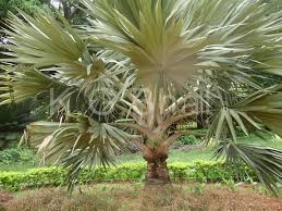 Image result for Latania loddigesii